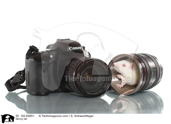 Farbratte / fancy rat / SS-49851