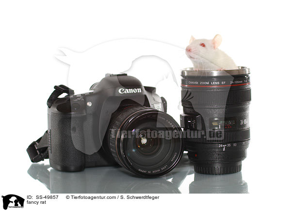 Farbratte / fancy rat / SS-49857