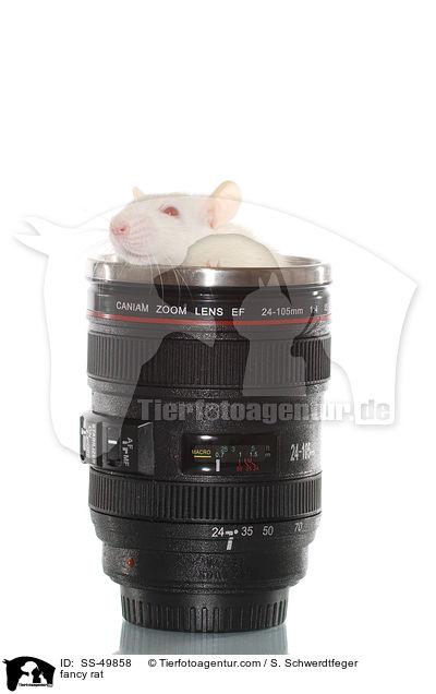 Farbratte / fancy rat / SS-49858