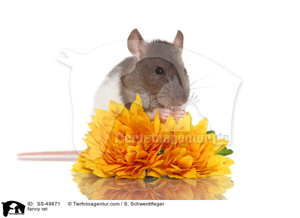 Farbratte / fancy rat / SS-49871