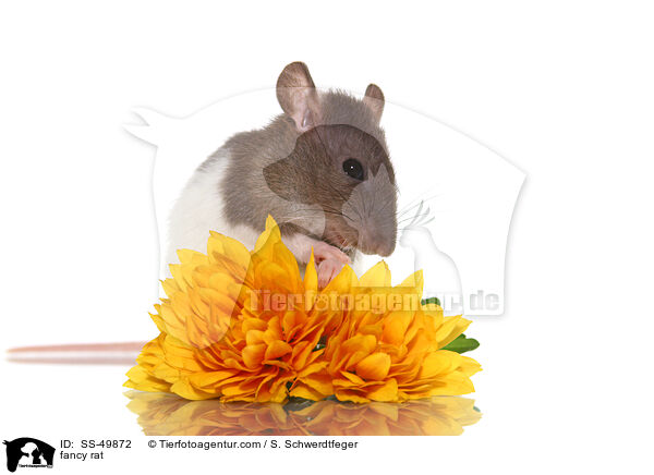 Farbratte / fancy rat / SS-49872