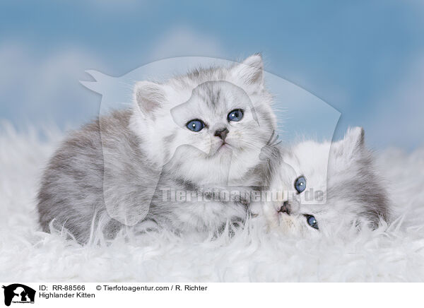 Highlander Kitten / RR-88566