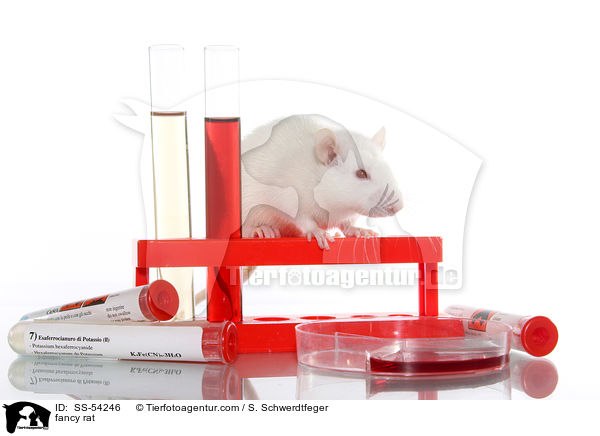 Farbratte / fancy rat / SS-54246