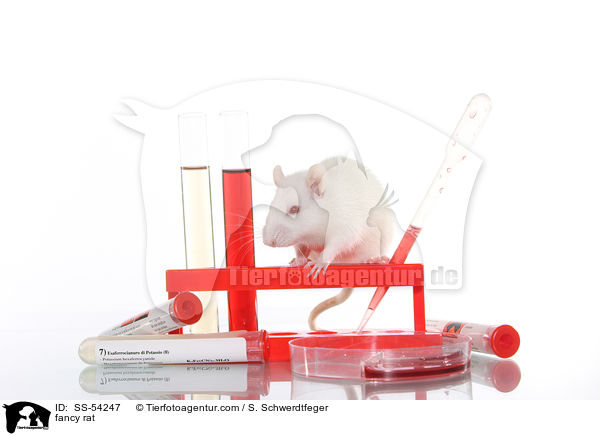Farbratte / fancy rat / SS-54247