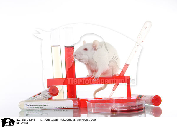 Farbratte / fancy rat / SS-54248