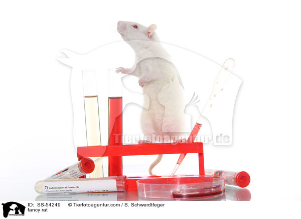 Farbratte / fancy rat / SS-54249