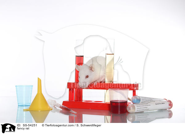 Farbratte / fancy rat / SS-54251