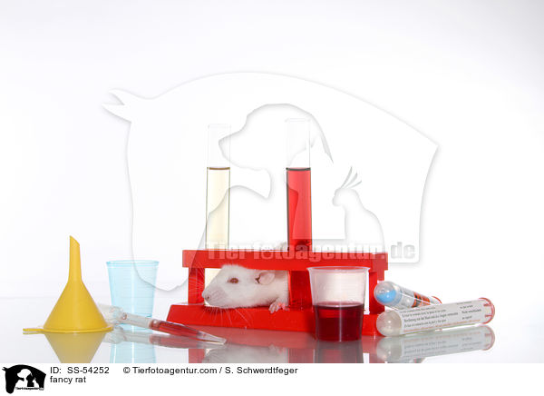 Farbratte / fancy rat / SS-54252