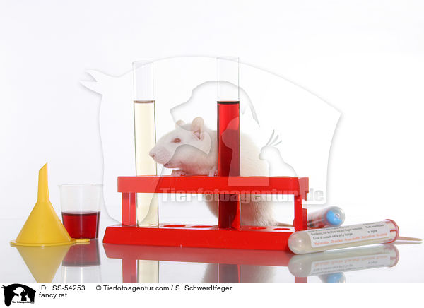 Farbratte / fancy rat / SS-54253