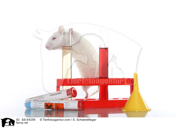 Farbratte / fancy rat / SS-54256