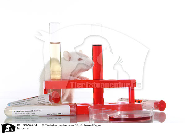 Farbratte / fancy rat / SS-54264