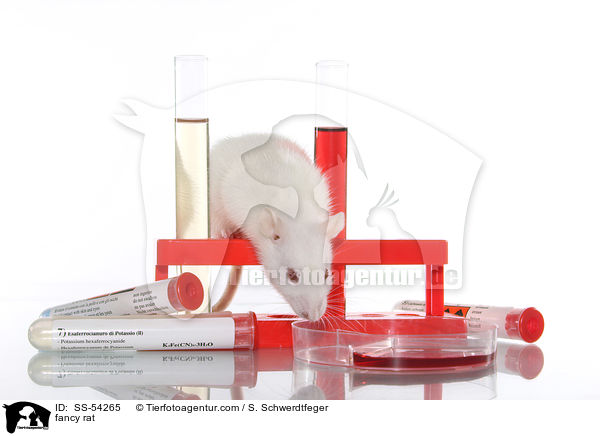 Farbratte / fancy rat / SS-54265