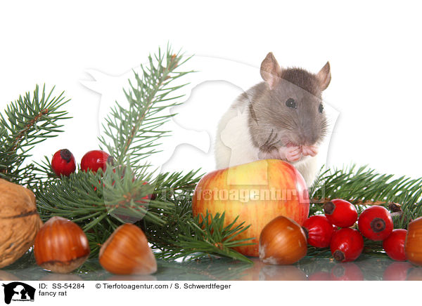 Farbratte / fancy rat / SS-54284