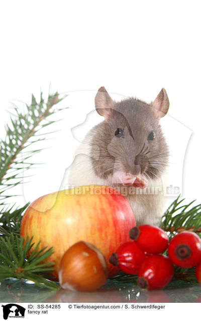Farbratte / fancy rat / SS-54285