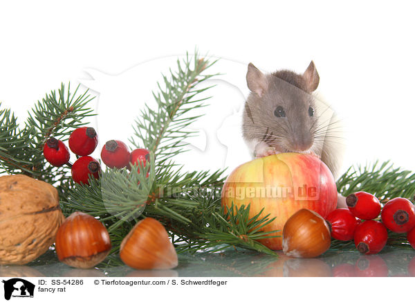 Farbratte / fancy rat / SS-54286