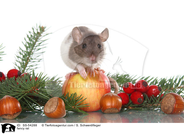 Farbratte / fancy rat / SS-54288