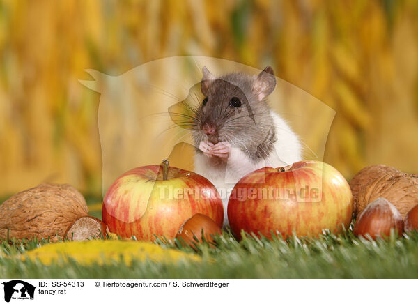 Farbratte / fancy rat / SS-54313