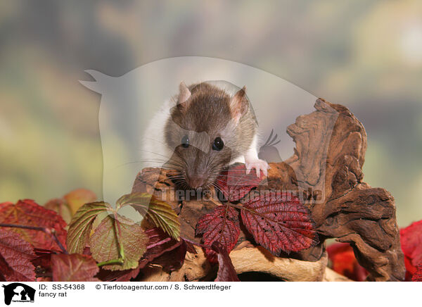Farbratte / fancy rat / SS-54368
