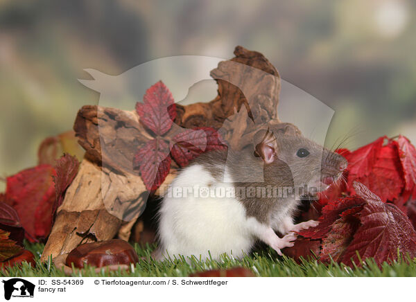 Farbratte / fancy rat / SS-54369