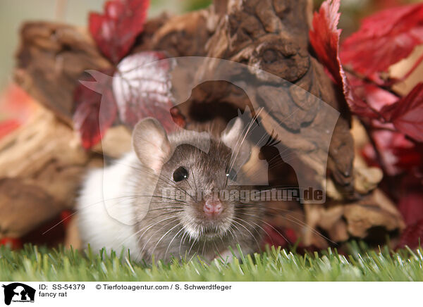 Farbratte / fancy rat / SS-54379