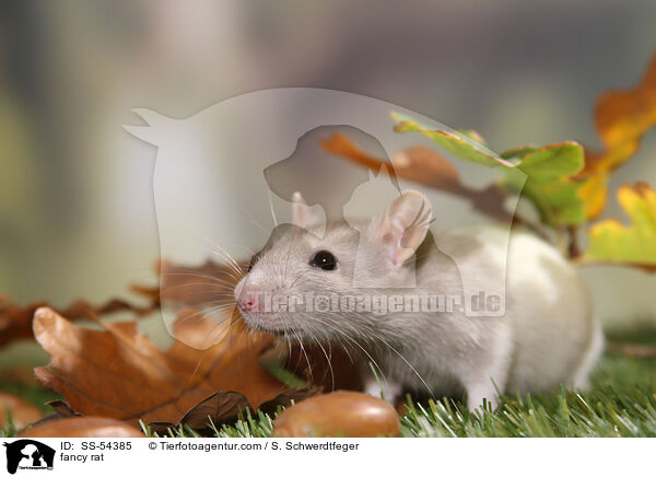Farbratte / fancy rat / SS-54385