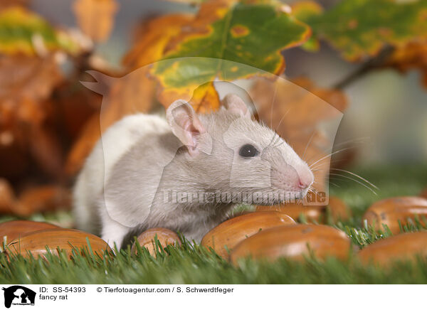 Farbratte / fancy rat / SS-54393
