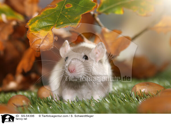 Farbratte / fancy rat / SS-54396