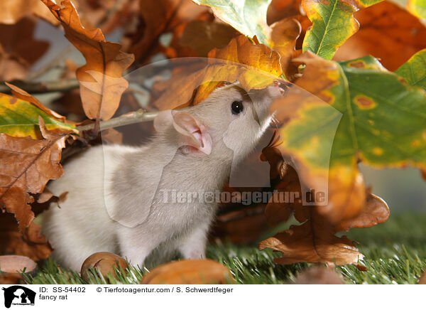 Farbratte / fancy rat / SS-54402