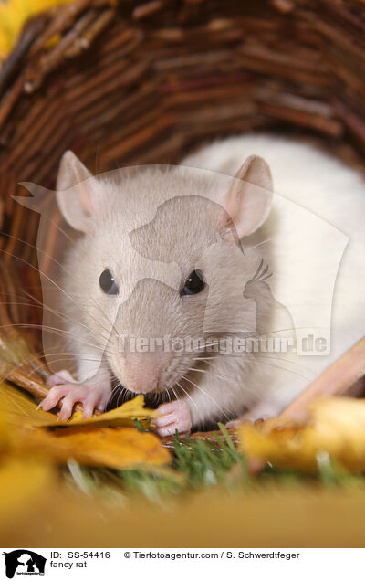 Farbratte / fancy rat / SS-54416