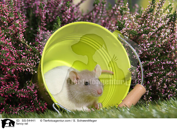Farbratte / fancy rat / SS-54441