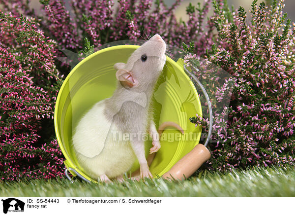 Farbratte / fancy rat / SS-54443