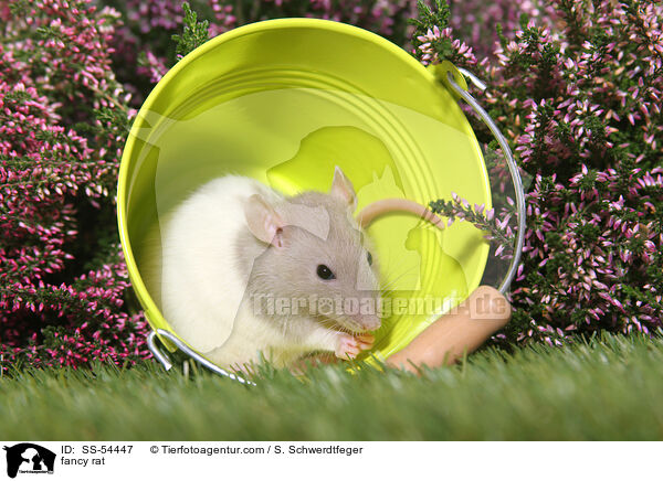 Farbratte / fancy rat / SS-54447
