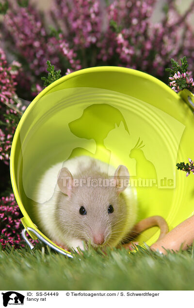 Farbratte / fancy rat / SS-54449