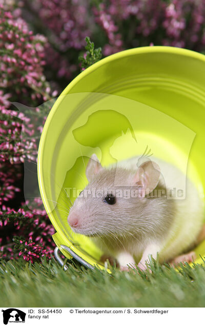 Farbratte / fancy rat / SS-54450