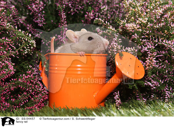 Farbratte / fancy rat / SS-54457