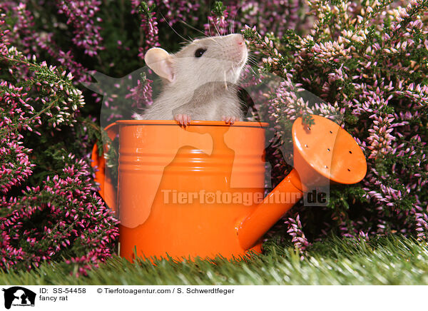 Farbratte / fancy rat / SS-54458
