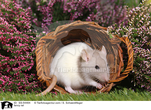 fancy rat / SS-54464