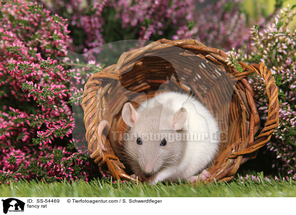 Farbratte / fancy rat / SS-54469