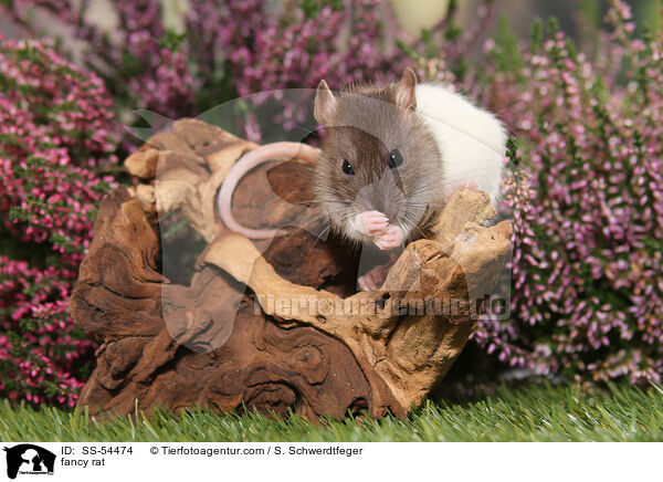 Farbratte / fancy rat / SS-54474