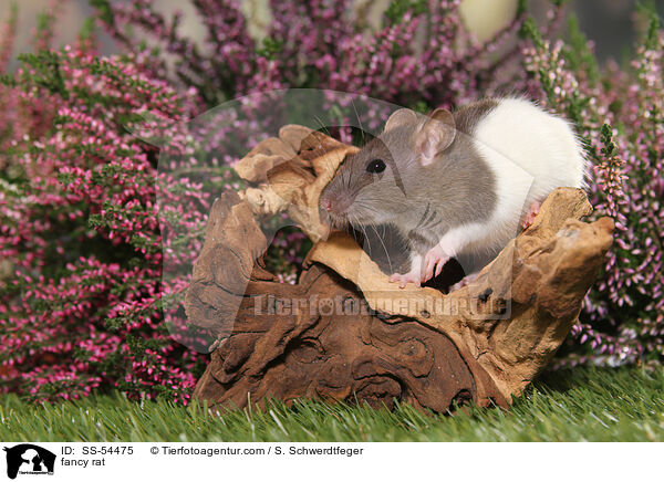 Farbratte / fancy rat / SS-54475