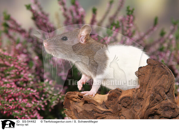Farbratte / fancy rat / SS-54482