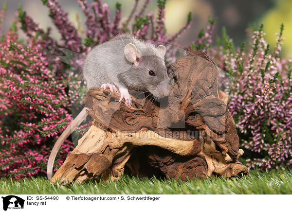 fancy rat / SS-54490