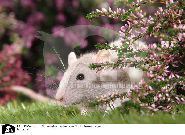 Farbratte / fancy rat / SS-54505