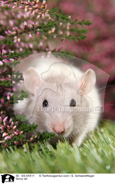Farbratte / fancy rat / SS-54511