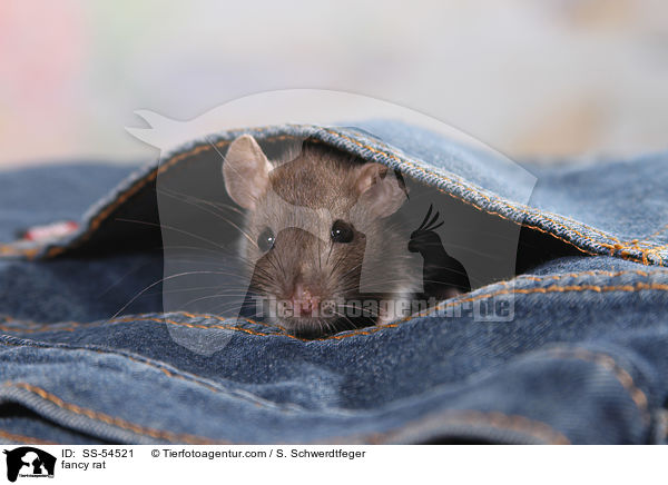 fancy rat / SS-54521