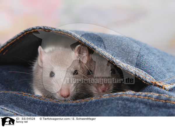 Farbratte / fancy rat / SS-54528