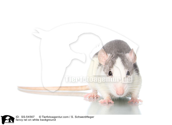fancy rat on white background / SS-54567