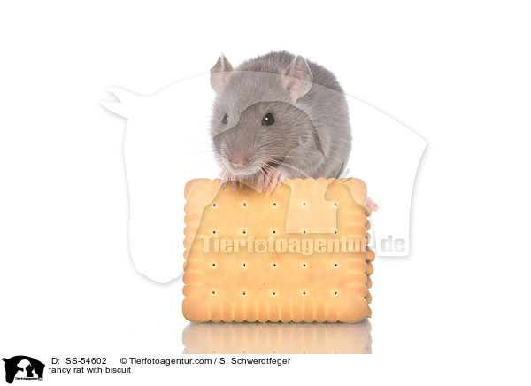 Farbratte mit Keks / fancy rat with biscuit / SS-54602