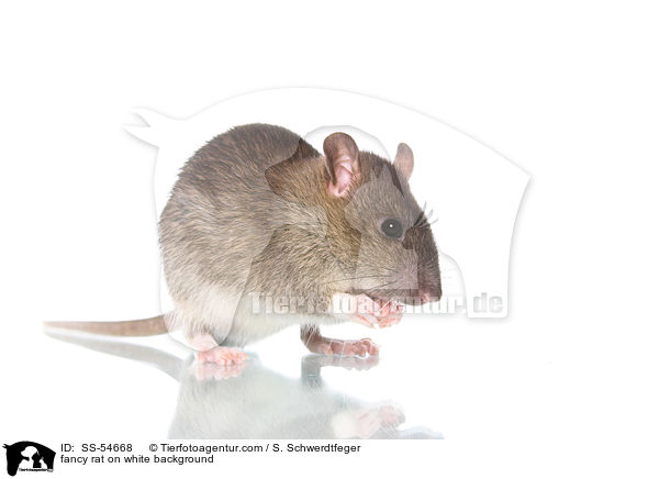 fancy rat on white background / SS-54668