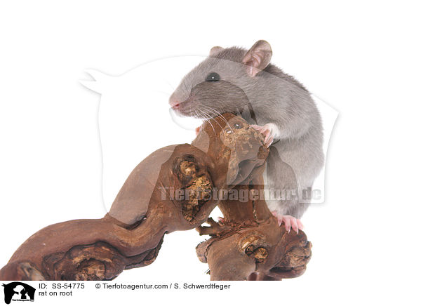 rat on root / SS-54775
